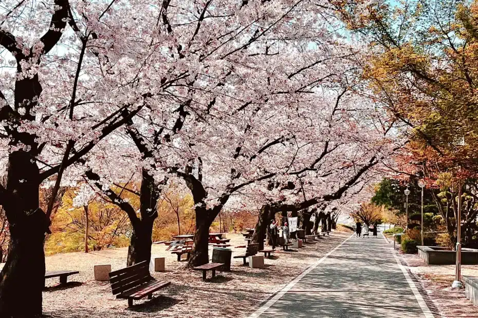 are cherry blossoms trees ever green