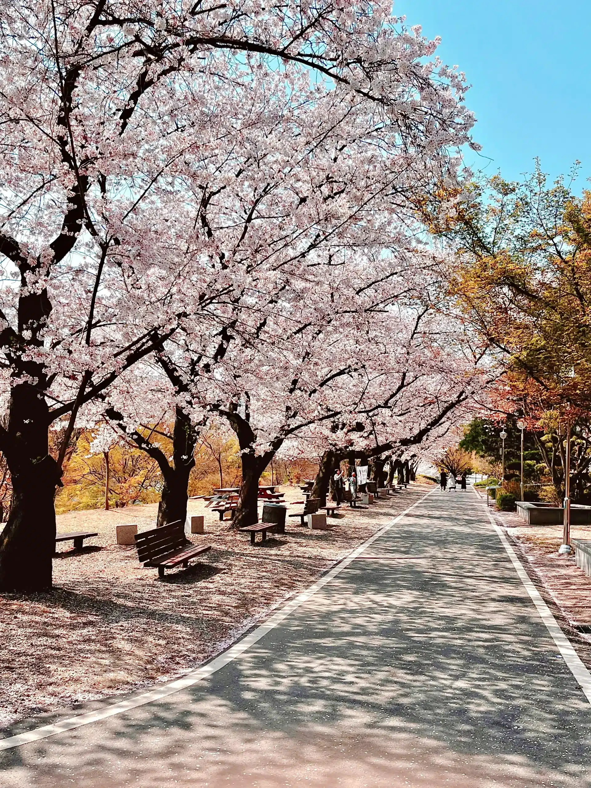 are cherry blossoms trees ever green