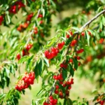 how do cherry trees produce fruit