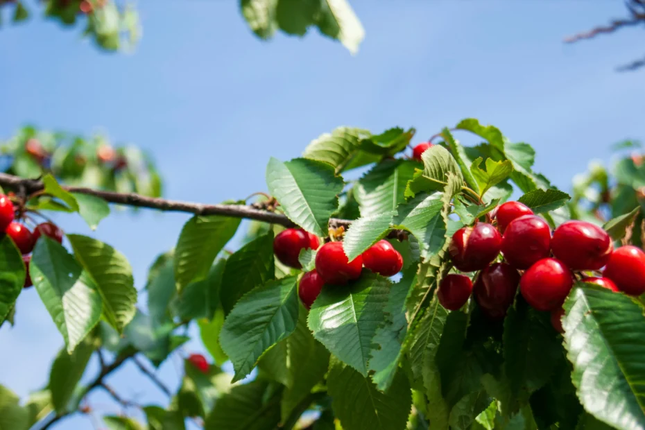 Are Cherry Trees Deciduous?